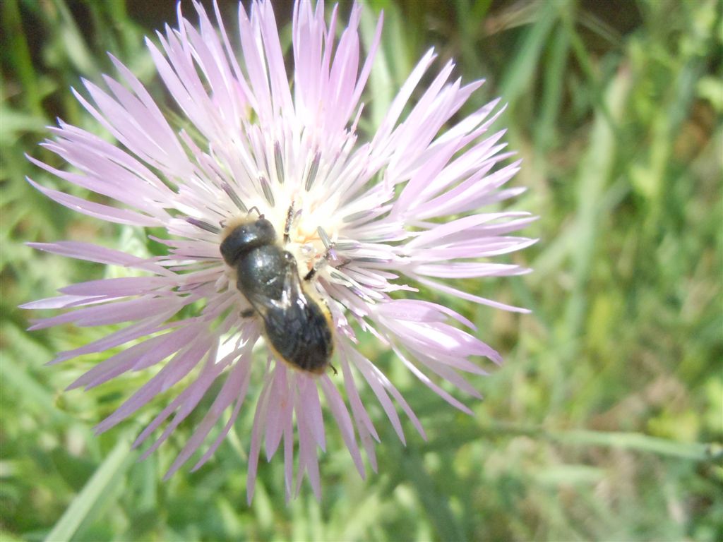 Da Napoli: Apidae Megachilinae: Osmia od Hoplitis.